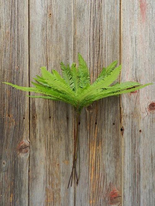 AUSTRAILIAN UMBRELLA FERN GREENS